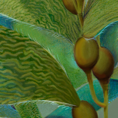 Kelp leaves