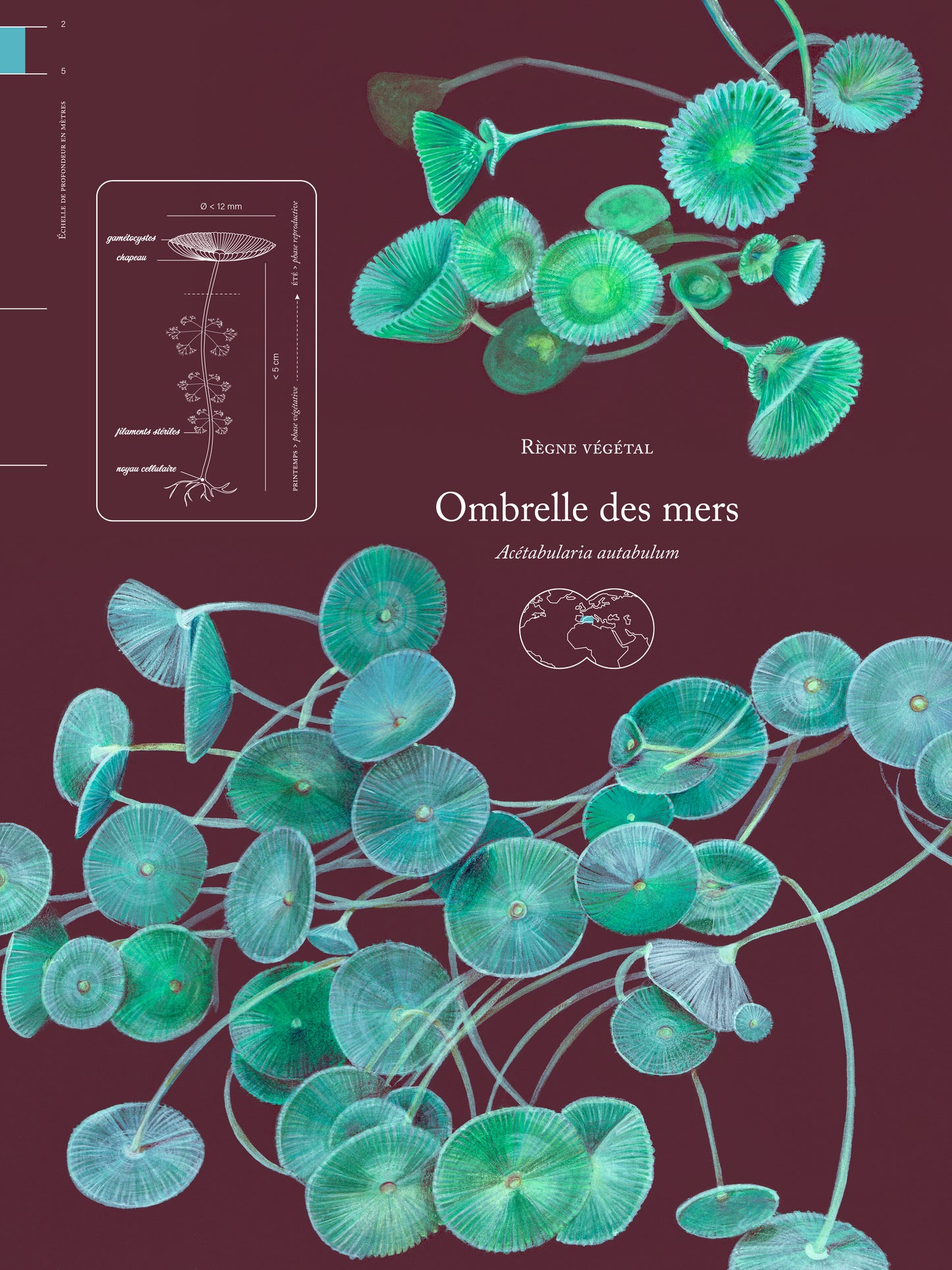 Ombrelle des mers