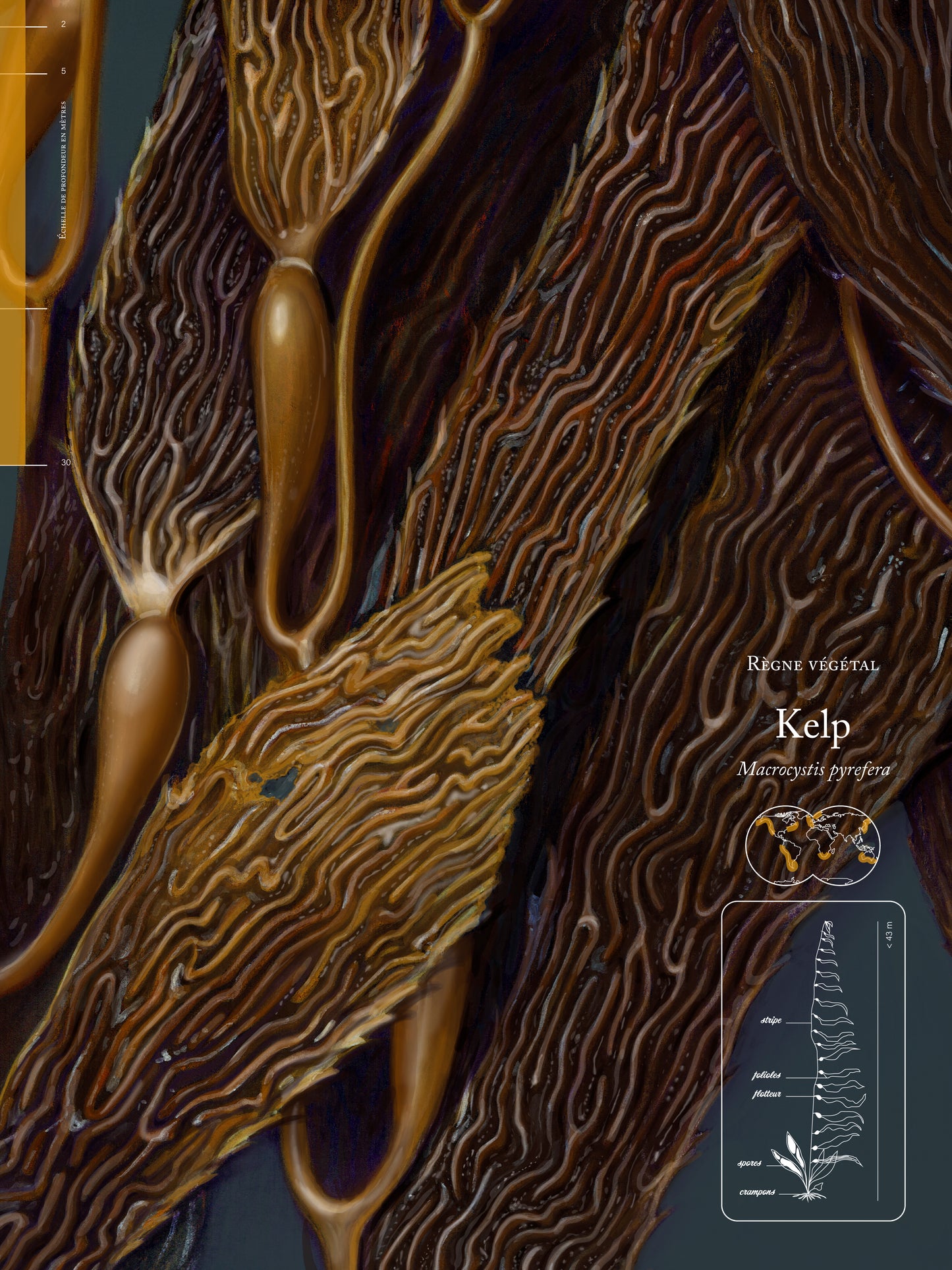 Kelp forest