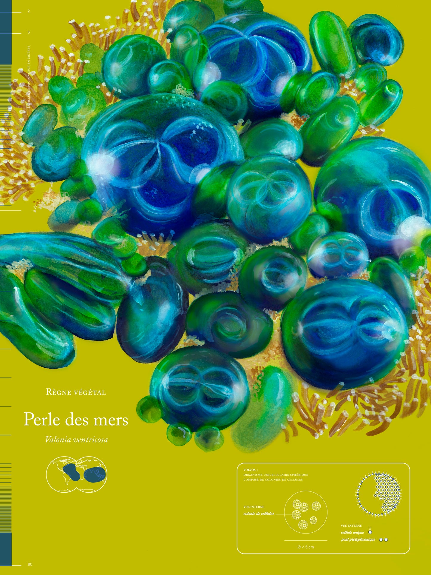 Perle des mers