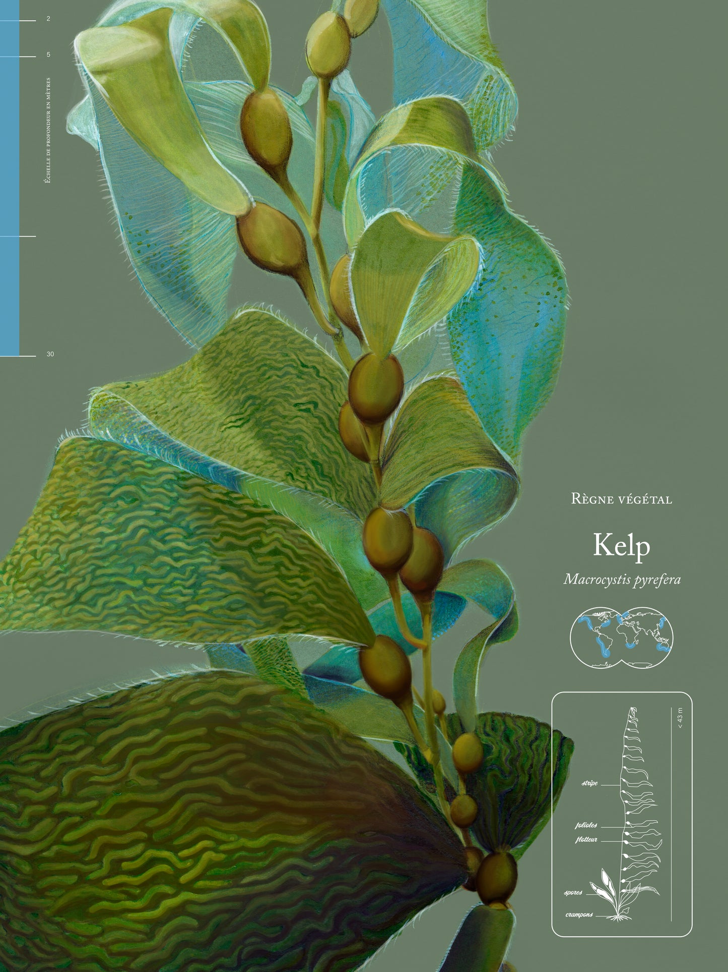 Kelp leaves